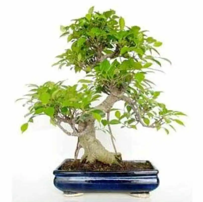 Ficus retusa mistral