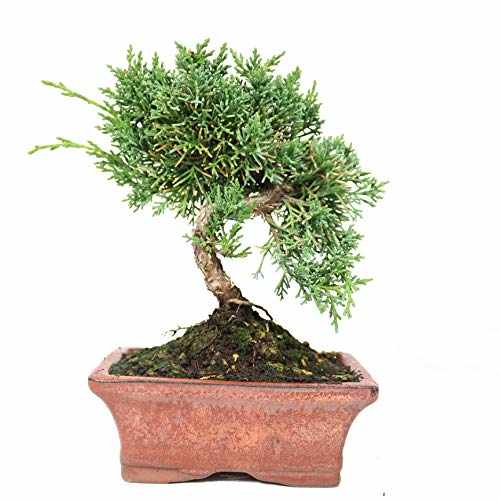 Juniperus chinensis 8 años