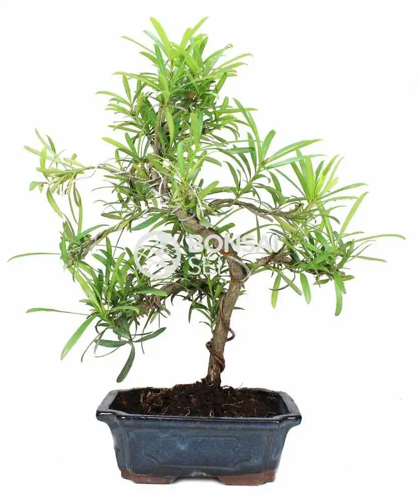 Podocarpus macrophylla 9 años