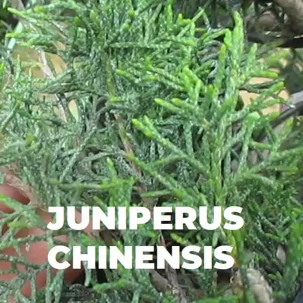 JUNIPERUS CHINENSIS ESPECIES TRIBBONSAI