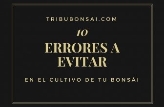 Cómo comprar un bonsái