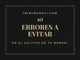 Cómo comprar un bonsái