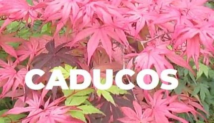 Especies de Caducos