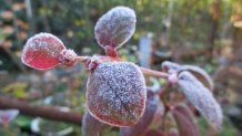 Tus bonsáis en invierno y cómo protegerlos de las heladas