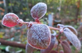 Tus bonsáis en invierno y cómo protegerlos de las heladas