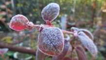 Tus bonsáis en invierno y cómo protegerlos de las heladas