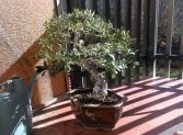 Mejores Especies Autóctonas para empezar en Bonsái