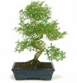 Mejores Especies Comerciales para empezar en Bonsái